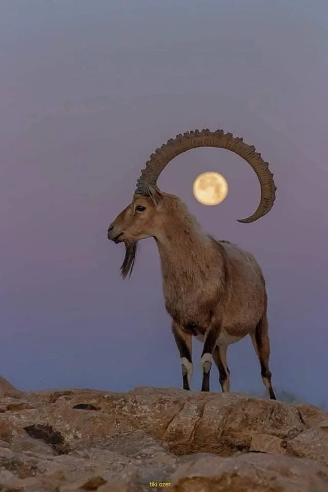 אוהב  אדם