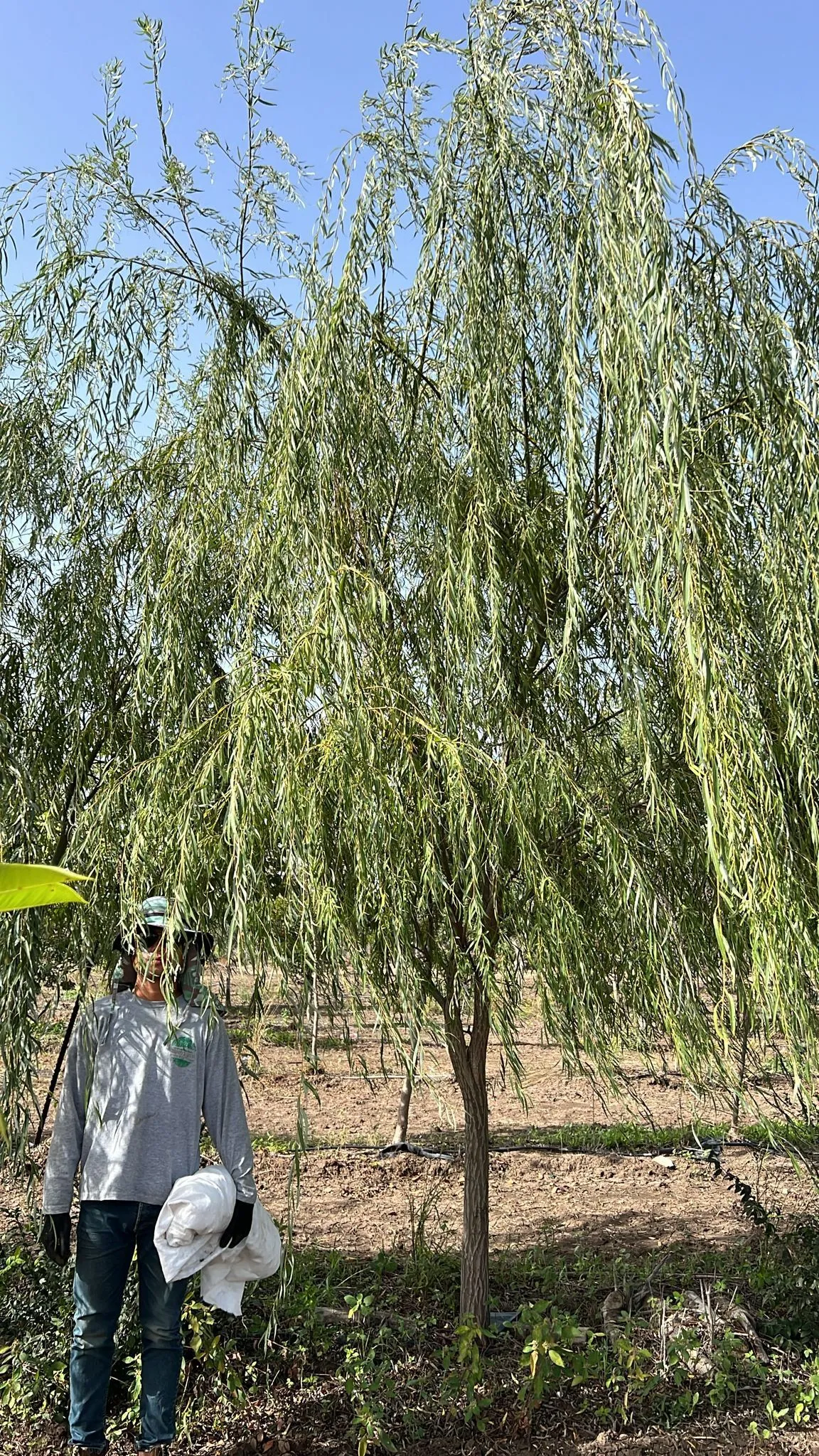 חקלאי פיקח