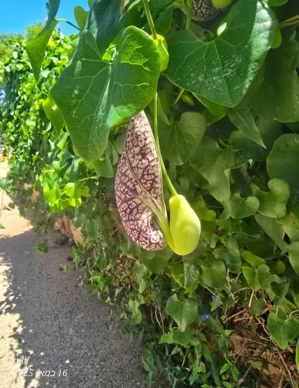 חוטב עצים