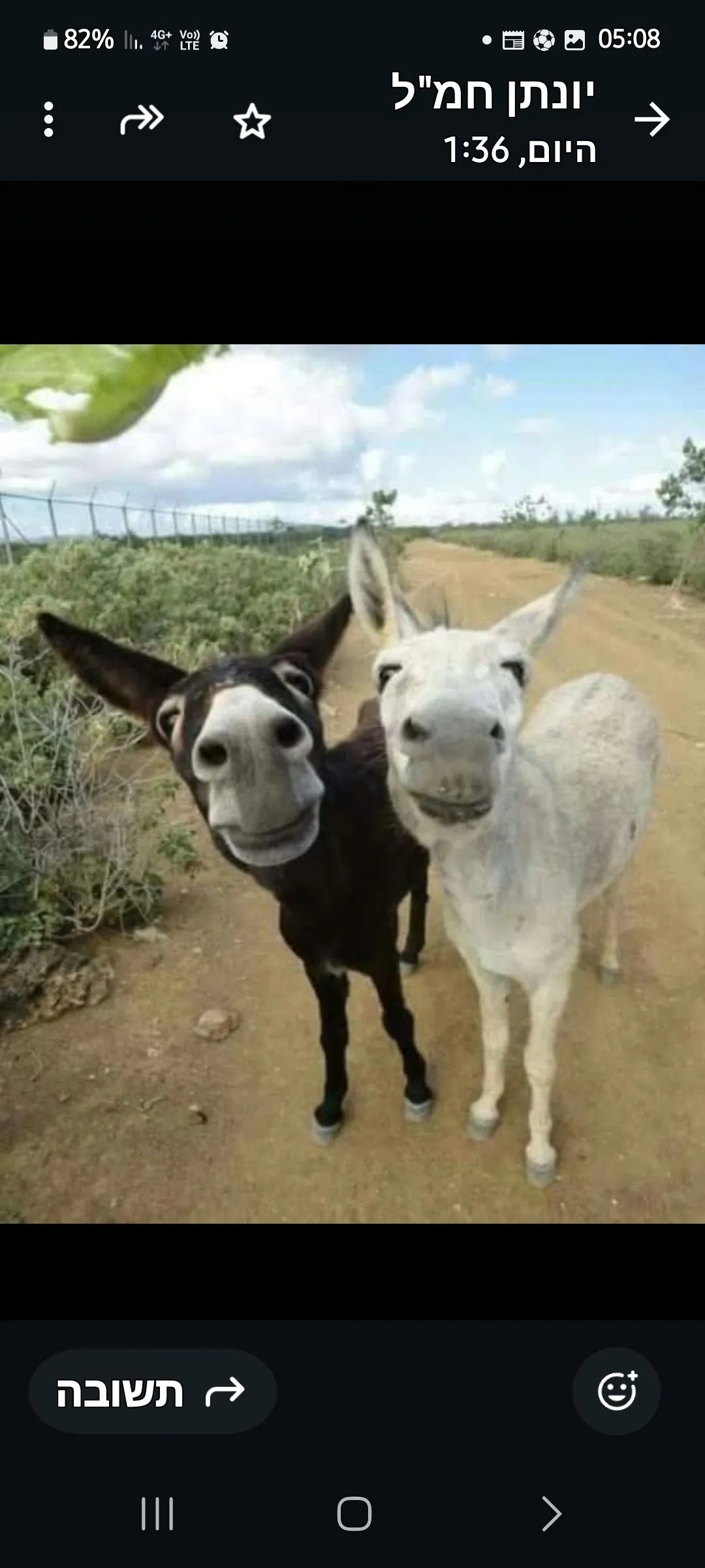 שמאלני חמור